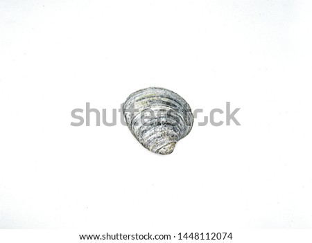 shell isolated on white background clipping path