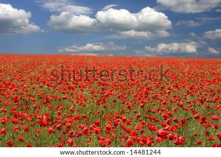 Red poppies on spring meadow and strongly polarized blue sky.