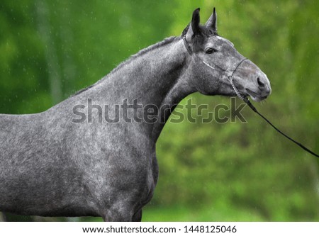 portrait of dark grey horse in summer