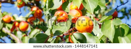 Ripe Apricot fruits in apricot garden, banner