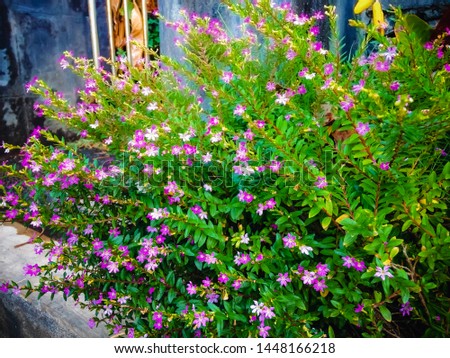 Sweet Tiny Purple Flowers Of Mexican Heather Or Cuphea Hyssopifolia In Front Of The House Garden, North Bali, Indonesia Royalty-Free Stock Photo #1448166218
