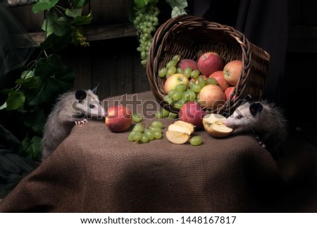 Still life with fruit and animals. Opossums steal apples and grapes from wicker baskets.