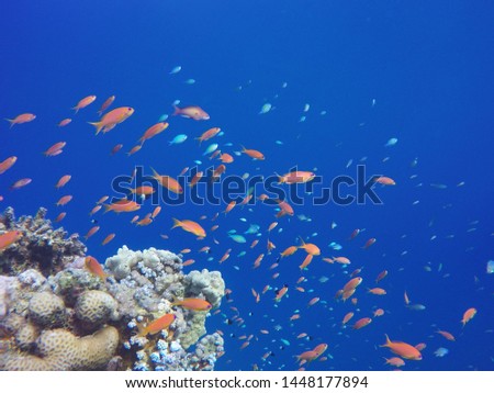 Stunning image of tropical fish on a coral reef in deep blue water in the Red Sea. Anthias dancing on the reef top.