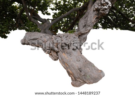 Old tree root isolated on white background 