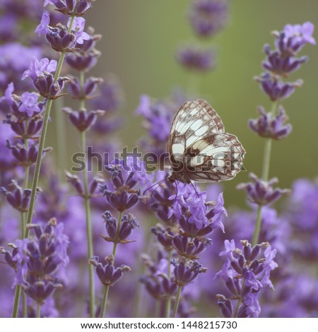 butterfly in the lavender field