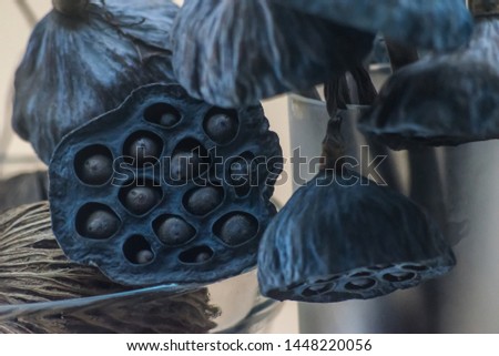 Dried lotus pods still life and express cycle of life in Buddhism 