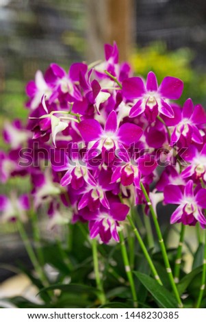 Orchid white and purple growing in Thailand. The Orchidaceae are a diverse and widespread family of flowering plants, with blooms that are often colourful and fragrant, known as the orchid family.