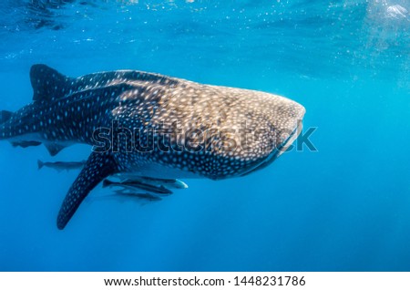 Whale Shark swimming alone in clear blue water close to the surface. Sun beams and light rays shining through the surface
