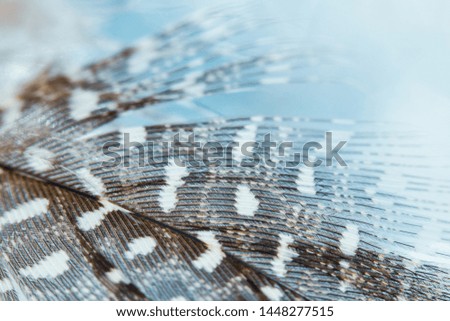 macro shot of detail of guinea fowl feather in brown and white colors on light gradient blue-white  background with room for text