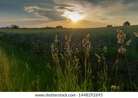 Flowering feathery wild grasses at sunset backlit by the sun at the edge of a lush green farm field with colorful orange sky and clouds