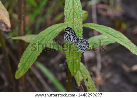 Butterfly in a special leaf.Nature gift