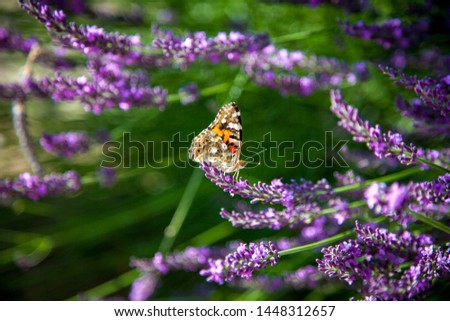 A beautiful butterfly on a bush of flowering lavender collects pollen. Floral purple background. Beautiful flowers in the garden. 
