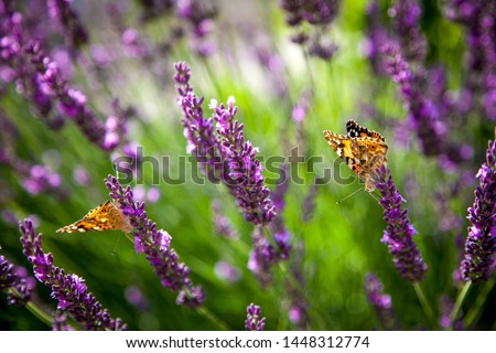 A beautiful butterfly on a bush of flowering lavender collects pollen. Floral purple background. Beautiful flowers in the garden. 