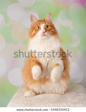 Orange and White Cat Standing on Hind Legs On a Colorful Spring Background