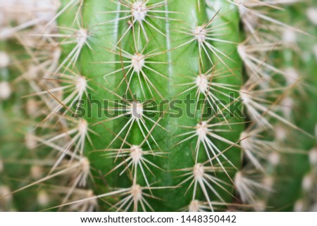 Cactus background picture close up Royalty-Free Stock Photo #1448350442