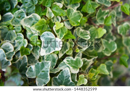 hedera helix glacier ivy green foliage Royalty-Free Stock Photo #1448352599