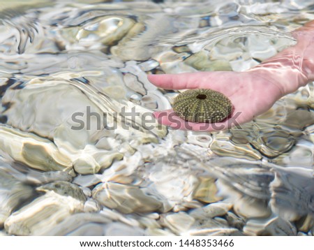 image show a hand holding a natural urchin shell under water; picture is taken close to beach
