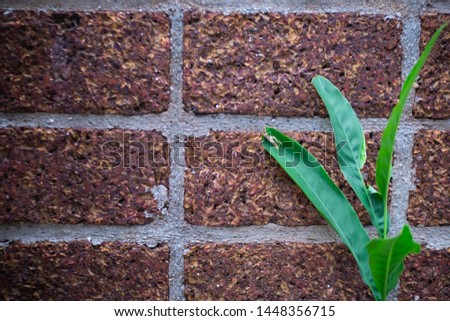Fresh green plant on rough brick wall background and copy space for text.