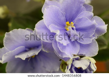 Beautiful blooming violet, indoor flower