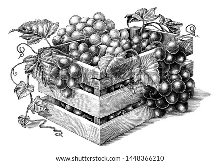 Antique engraving illustration of organic grapes in the basket black and white clip art isolated on white background,organic grapes branding inspiration