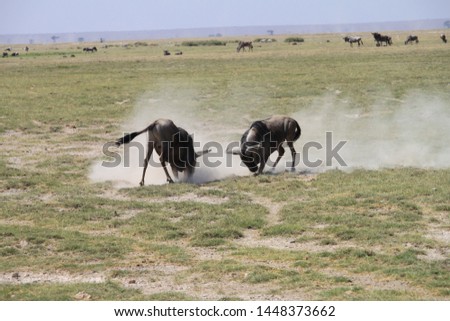
Wildebeest in the Amboseli National Park