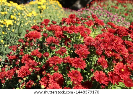 Beautiful decorative red Chrysanthemums, sometimes called mums or chrysanths, flowers in the autumn garden. Flora and flowers, Love and romance concept.