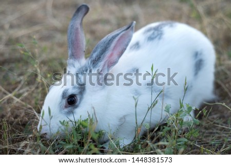 white home cute rabbit sitting in the grass, wary of ears