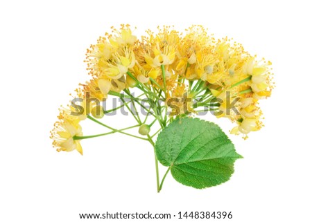 Linden flowers with leaf isolated on white background. Royalty-Free Stock Photo #1448384396