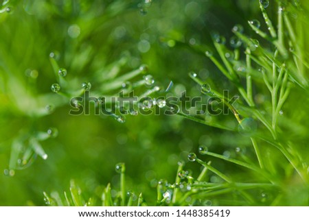 Bright young fennel in the rays of the summer sun. Dew drops, beautiful bokeh.