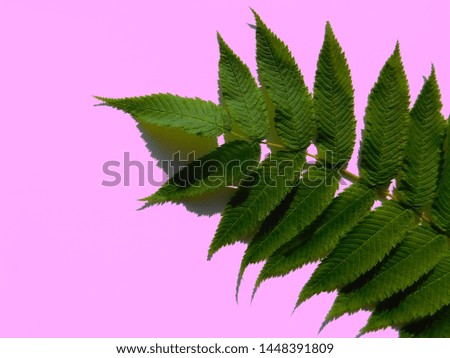 Leaf on a pink background top view