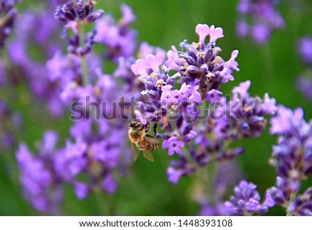 bee on lavender flower's in a field filled with colours and fragrance no people stock photography stock photo