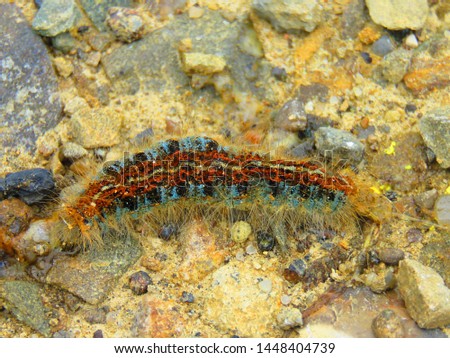 caterpillar of drinker moth, Euthrix potatoria,
