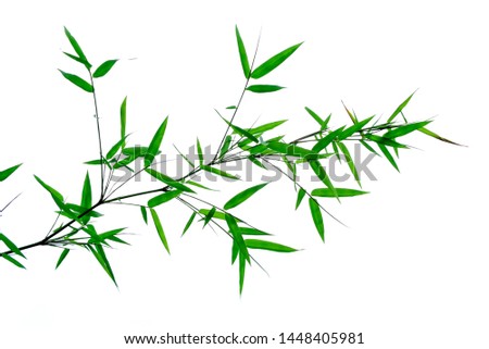 Leaf of Bamboo isolated on white background .shallow dept of field.idea use for background