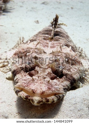 Indian Ocean crocodilefish (Papilloculiceps longiceps) lying on the sandy bottom under the coral