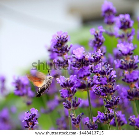 hummingbird moth on lavender Flower in a field filled with colours and fragrance stock image and stock photo