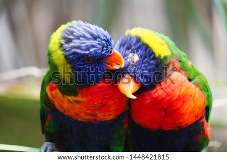 two cute canary's cuddling together Royalty-Free Stock Photo #1448421815
