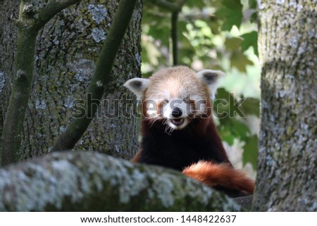 cute red panda laughing at camera Royalty-Free Stock Photo #1448422637