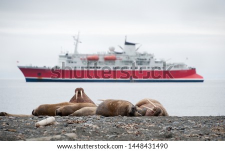 A group of walrus (Odobenus rosmarus) on a northern arctic shoreline with a wildlife watching ship in the background.One walrus looks direct at camera with two tusks in full view - Image