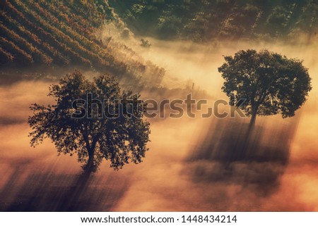 Two trees in the beautiful sunny fog at sunrise, natural background with sun rays through the mist