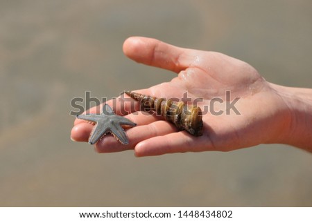 starfish and seashell lie on a man's hand in daylight. A man holds a seashell and a starfish in his hand. On the man's hand are the inhabitants of the ocean. Cathedral of mollusks. Ocean dwellers