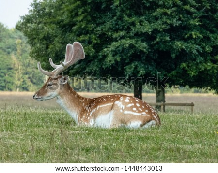 fallow deer in a green field lying down in the sun
