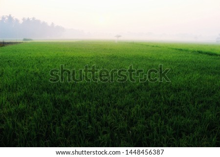green rice fields with morning mist