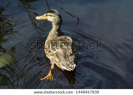 close up of female Wild duck or mallard (Anas platyrhynchos) in lake