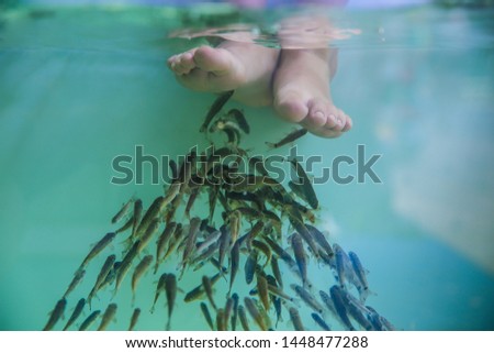 foot care procedure in a fish tank. foot scrub by fishes in aquarium close up. 