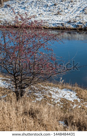 apple tree near the river. first snow fall sunny day