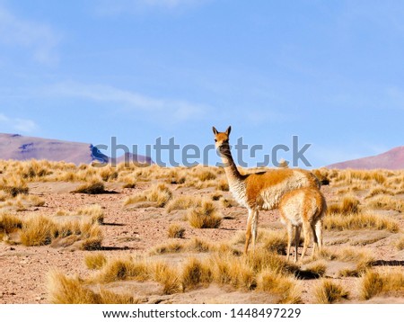 Vicuna (Vicugna vicugna), Eduarado Avaroa National Park, Bolivia