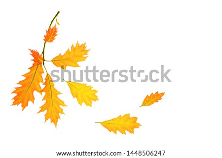 Autumn composition made of yellow red leaves on white background, isolated. Autumn, fall, back to school concept. Flat lay, top view, copy space.