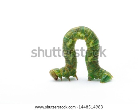 Green Geometrid  caterpillar (looper or inchworm) crawling forward in characteristic looping movement, isolated Royalty-Free Stock Photo #1448514983