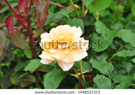 The beautiful yellow rose in the garden