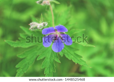 flower on a background of green foliage